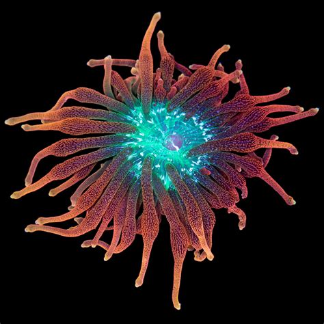 Colorado Sunburst Anemone - Vivid Aquariums