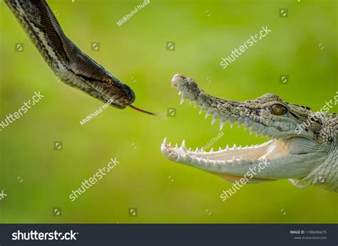 Image result for Crocodile vs Python Wild Battle