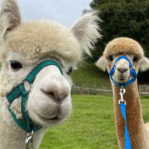 GREATROCK FARM ALPACA WALKS (2026) All You Need to Know BEFORE You Go ...