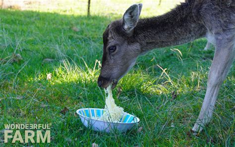 Are Deer Omnivores, Carnivores or Herbivores?