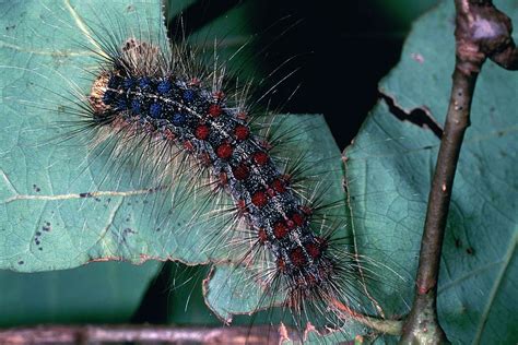 Image result for Gypsy Moth Control