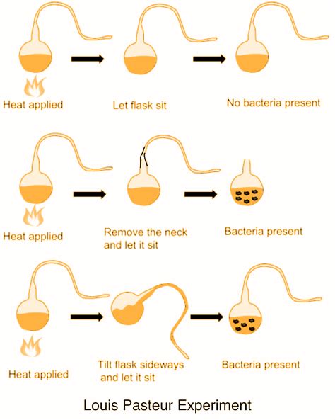 Spontaneous Generation Theory: Definition, Experiments & Disproof