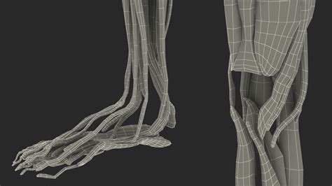 Young Man Anatomy Right Leg 3D Model $139 - .3ds .blend .c4d .fbx .max .ma .lxo .obj - Free3D