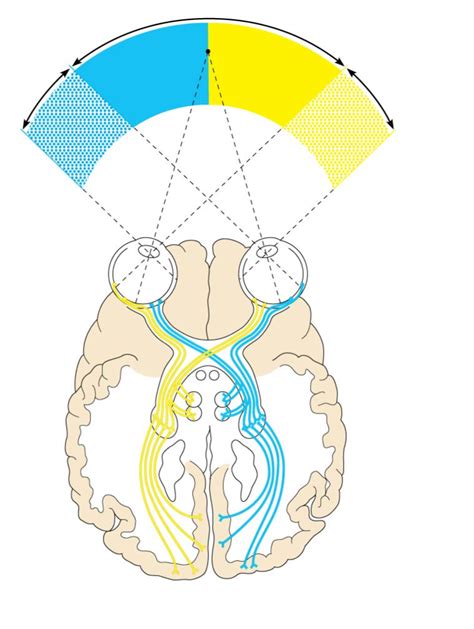 Visual Pathway Steps 的图像结果