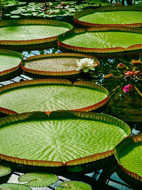 Giant Lily Pads