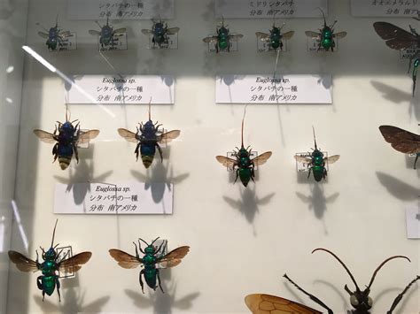 4-H Virtual Insect Collection 的图像结果