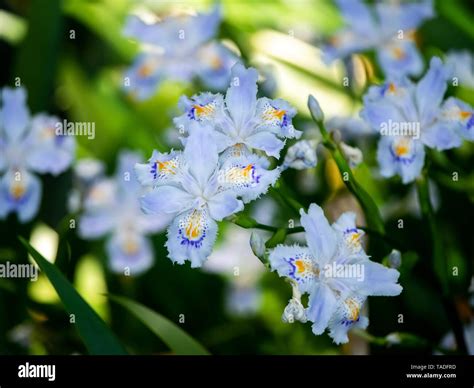 A cluster of Japanese fringed irises bloom in a forest in Kanagawa ...