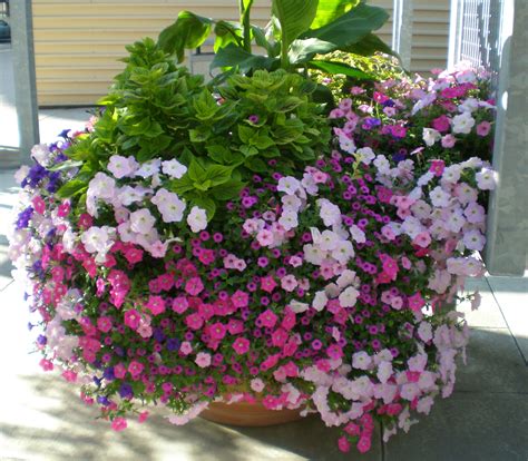 How To Plant Petunias In A Pot at Maggie Lee blog