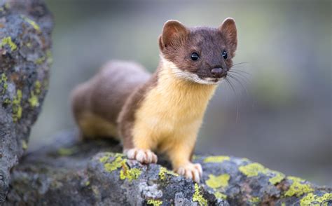 This long tailed weasel surprised me while I was photographing pikas ...