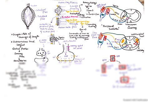 Muscle Spindle Stretch Reflex 的图像结果