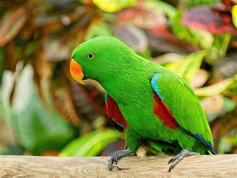 Image result for Parrot Search Algorithm