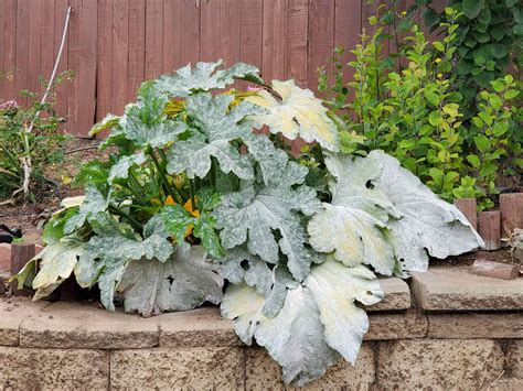 How to Get Rid of Powdery Mildew: Organic Treatment and Prevention ...