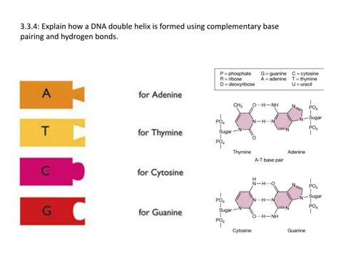 Image result for DNA Tutorial