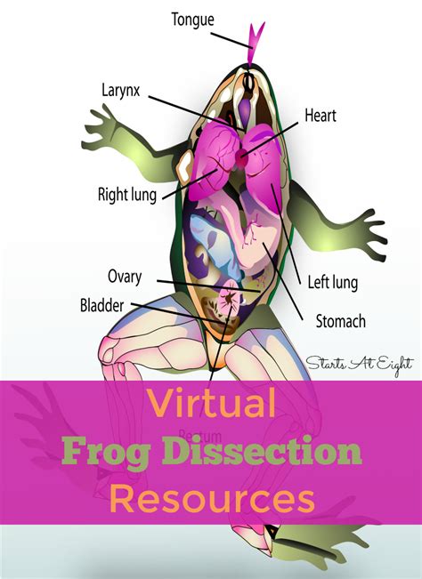 Image result for Dissecting a Frog Lab