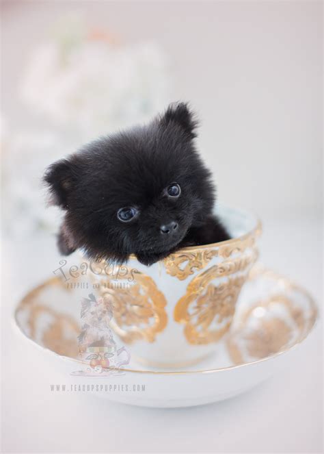 Black Teacup Puppies Pomeranian