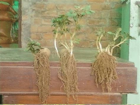 S P CHIPS POTATO PVT. LTD.