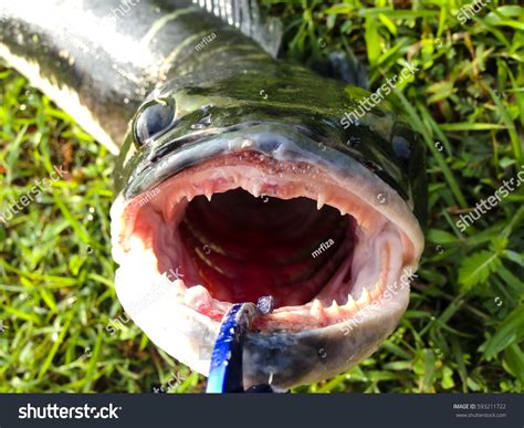 Giant Snakehead Fish Teeth | atelier-yuwa.ciao.jp