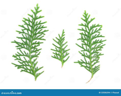 Leaves of Pine Tree on White Background Stock Photo - Image of ...