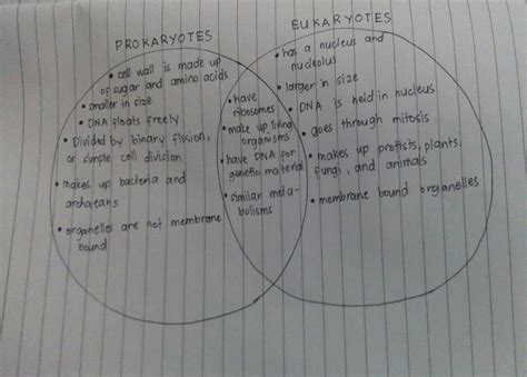 venn diagram of prokaryotes and eukaryotes cell - Brainly.ph