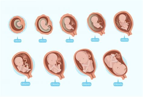 [孕媽咪] 4w~40w孕期肚子緩慢隆起變化史 - VIVA LIWA 婚禮控育兒日誌