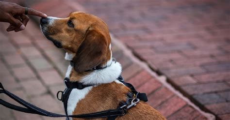 Image result for Target Training for Dogs