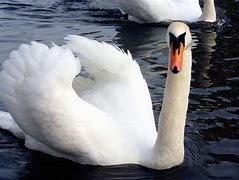 Swan 的图像结果