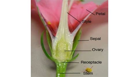 Different parts of flower. Sepal Petal Stamen Pistil Stigma | PPTX