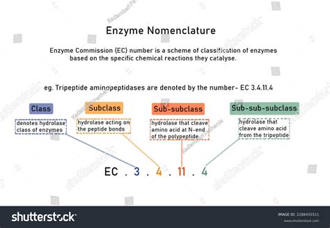 82,416 Classification Enzyme Royalty-Free Images, Stock Photos & Pictures | Shutterstock
