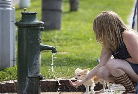 Simultaneous heatwaves across 5 continents: What’s unfolding in front of us