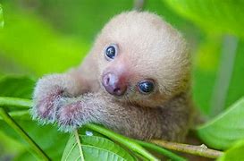 Image result for Cutest Creature in the World
