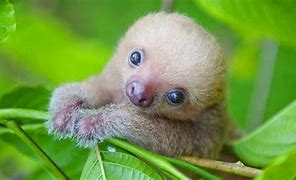 Image result for What Is the World's Cutest Animal