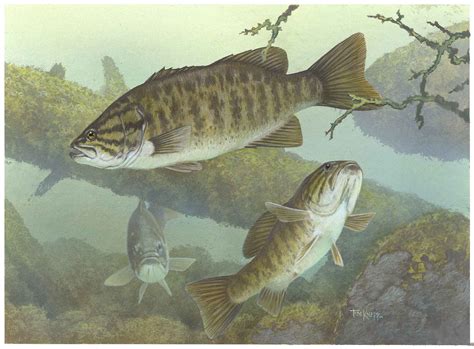 Free picture: smallmouth, bass, fishes, underwater, micropterus, dolomieu