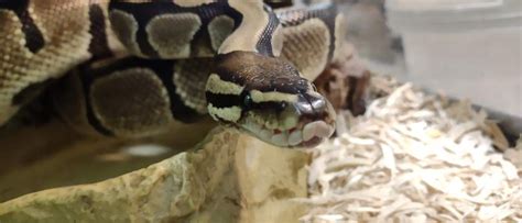 Pythonidae Ball Python 的图像结果