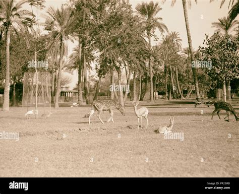 Sudan. Khartoum. Khartoum Zoo. Spotted deer and gazelles (Rusa axis ...