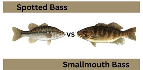 Smallmouth Bass vs. Spotted Bass | Jimbo On Lanier