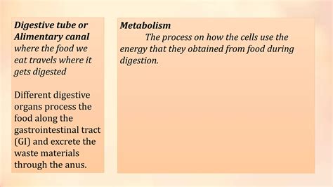 Image result for Digestive System Lecture