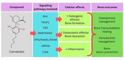 Effects of Cannabidiol on Bone Health: A Comprehensive Scoping Review