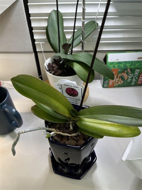 Phalaenopsis Orchid help not beginner level issue : r/plantclinic