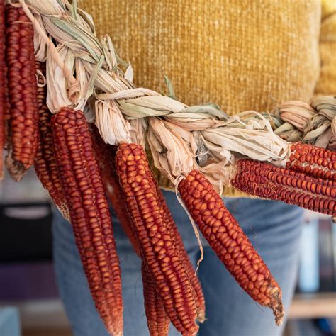 Native American Corn Crops