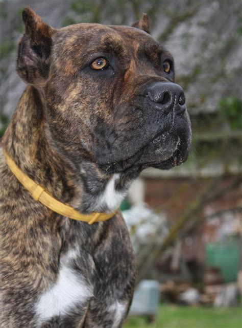 What are the different breeds of dogs?: Alano