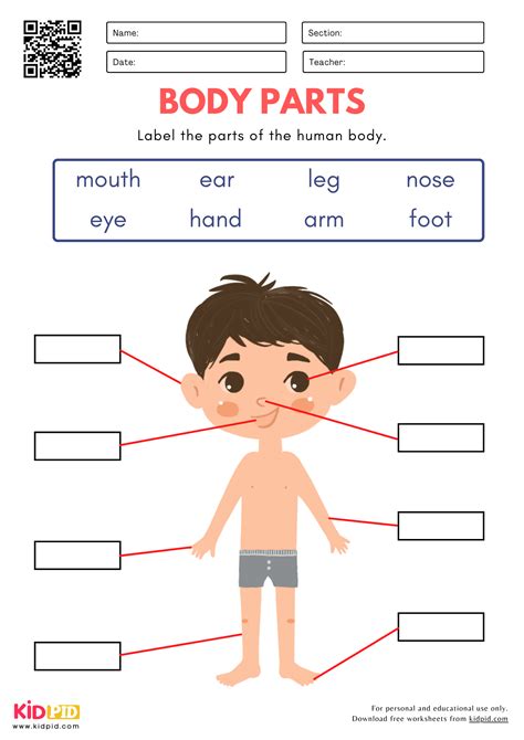 Body Parts Worksheet for Kindergarten - Kidpid