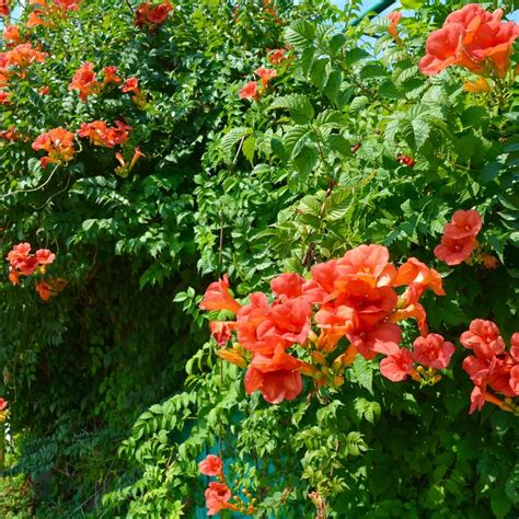 Red Trumpet Vine (Distictis buccinatoria)