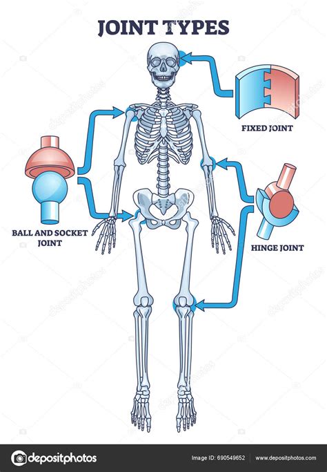Hinge Joint Diagram Labelled at Genevieve Tarrant blog