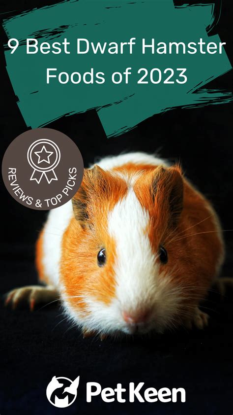 50 interesting facts about hamsters you will love to know – Artofit