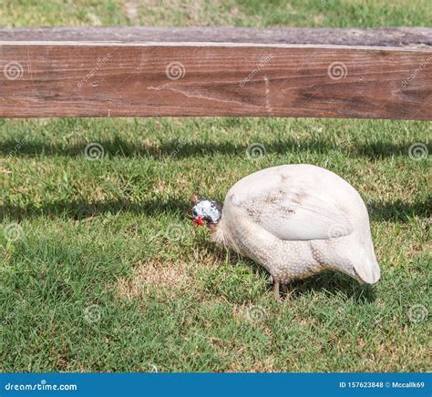 White African Guinea Fowl stock photo. Image of petting - 157623848