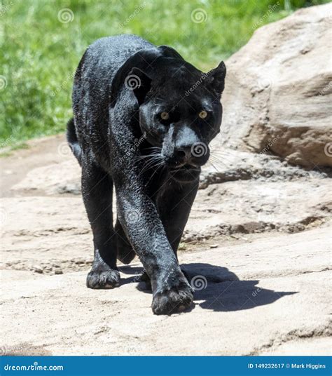 Pantera Negra También Conocida Como Jaguar Imagen de archivo - Imagen ...