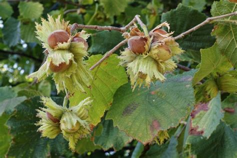 Image result for Hazelnut How to Identify