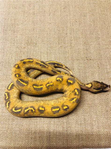 Highway Ball Python 的图像结果