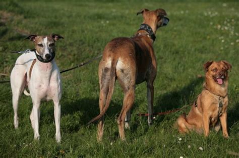 Fotografie Bild Anzeigen | Fotografie Bild Annoncen | Fotografie Bild ...