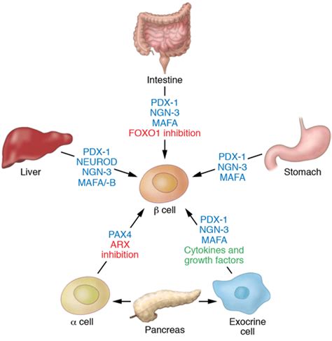 Reprogramming Cells 的图像结果